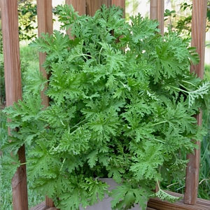 Citronella Lavender Blooms Mosquito Plant